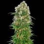 Shiva Skunk Auto Feminized Marijuana Strain by Sensi Seed Bank For Sale Online at Cannabis Seeds Outlet