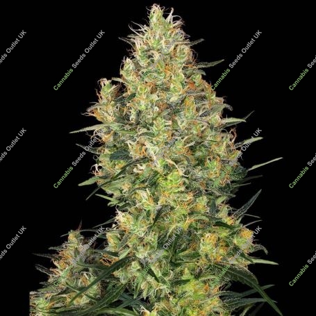 Shiva Skunk Regular Marijuana Strain by Sensi Seed Bank For Sale Online at Cannabis Seeds Outlet