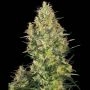 Shiva Skunk Regular Marijuana Strain by Sensi Seed Bank For Sale Online at Cannabis Seeds Outlet