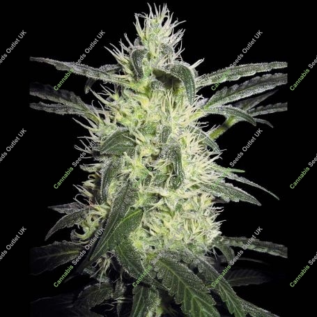 Silver Haze Regular Marijuana Strain by Sensi Seed Bank For Sale Online at Cannabis Seeds Outlet