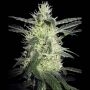 Silver Haze Regular Marijuana Strain by Sensi Seed Bank For Sale Online at Cannabis Seeds Outlet