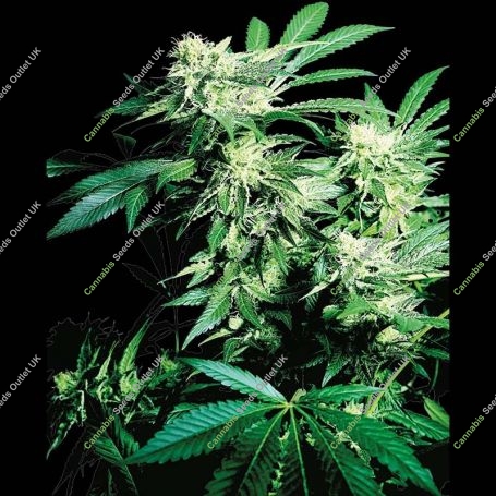Skunk Kush Regular Marijuana Strain by Sensi Seed Bank For Sale Online at Cannabis Seeds Outlet