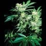 Skunk Kush Regular Marijuana Strain by Sensi Seed Bank For Sale Online at Cannabis Seeds Outlet