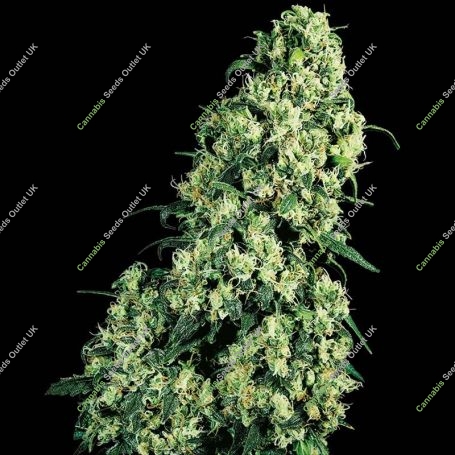 Skunk No.1 Regular Marijuana Strain by Sensi Seed Bank For Sale Online at Cannabis Seeds Outlet