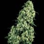 Skunk No.1 Regular Marijuana Strain by Sensi Seed Bank For Sale Online at Cannabis Seeds Outlet