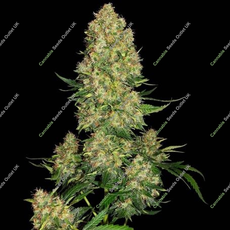 Skunk No.1 Auto Feminized Marijuana Strain by Sensi Seed Bank For Sale Online at Cannabis Seeds Outlet