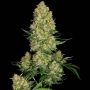 Skunk No.1 Auto Feminized Marijuana Strain by Sensi Seed Bank For Sale Online at Cannabis Seeds Outlet