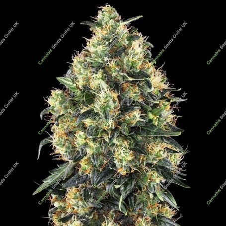 Super Skunk Auto Feminized Marijuana Strain by Sensi Seed Bank For Sale Online at Cannabis Seeds Outlet