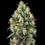 Super Skunk Auto Feminized Marijuana Strain by Sensi Seed Bank For Sale Online at Cannabis Seeds Outlet