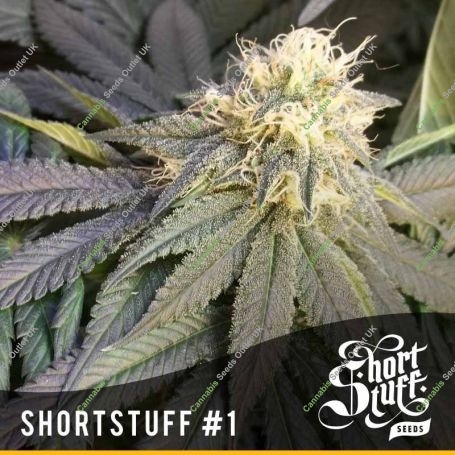 No.1 Automatic Regular Marijuana Strain by Short Stuff For Sale Online at Cannabis Seeds Outlet