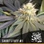 No.1 Automatic Regular Marijuana Strain by Short Stuff For Sale Online at Cannabis Seeds Outlet