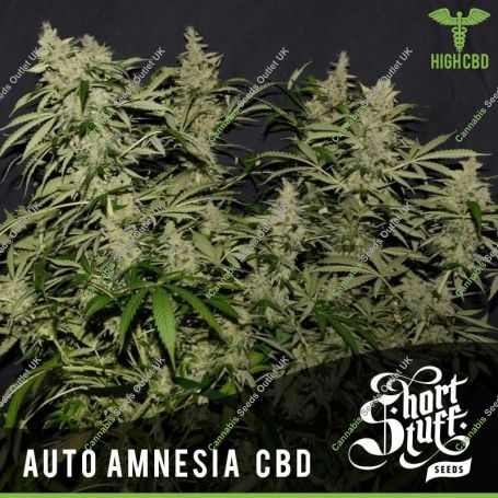 Amnesia CBD Auto Feminized Marijuana Strain by Short Stuff For Sale Online at Cannabis Seeds Outlet