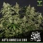 Amnesia CBD Auto Feminized Marijuana Strain by Short Stuff For Sale Online at Cannabis Seeds Outlet