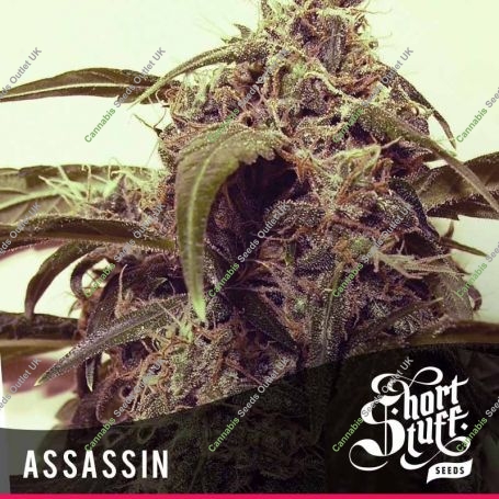 Assassin Auto Regular Marijuana Strain by Short Stuff For Sale Online at Cannabis Seeds Outlet