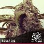 Assassin Auto Regular Marijuana Strain by Short Stuff For Sale Online at Cannabis Seeds Outlet