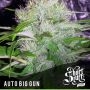 Big Gun Auto Feminized Marijuana Strain by Short Stuff For Sale Online at Cannabis Seeds Outlet