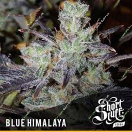 Blue Himalaya Auto Regular Marijuana Strain by Short Stuff For Sale Online at Cannabis Seeds Outlet