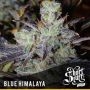 Blue Himalaya Auto Regular Marijuana Strain by Short Stuff For Sale Online at Cannabis Seeds Outlet