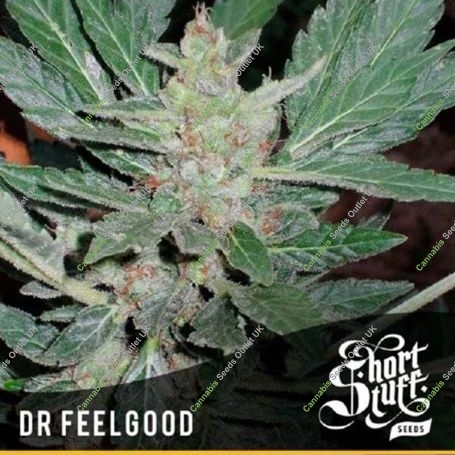 Dr Feelgood Auto Regular Marijuana Strain by Short Stuff For Sale Online at Cannabis Seeds Outlet