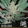 Dr Feelgood Auto Regular Marijuana Strain by Short Stuff For Sale Online at Cannabis Seeds Outlet