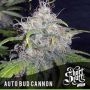 Bud Cannon Auto Feminized Marijuana Strain by Short Stuff For Sale Online at Cannabis Seeds Outlet