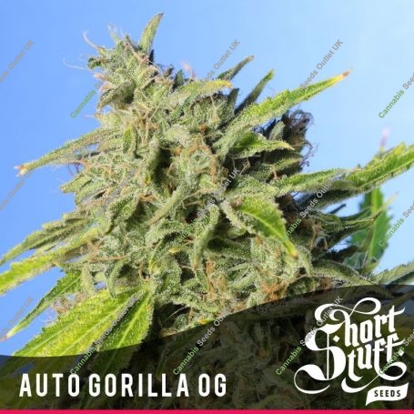 Gorilla OG Auto Feminized Marijuana Strain by Short Stuff For Sale Online at Cannabis Seeds Outlet