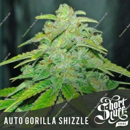 Gorilla Shizzle Auto Feminized Marijuana Strain by Short Stuff For Sale Online at Cannabis Seeds Outlet