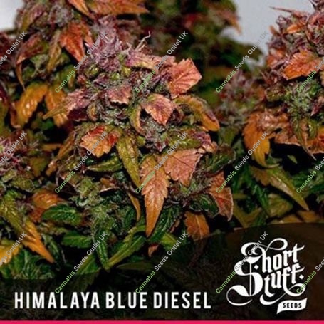 Himalayan Blue Diesel Auto Regular Marijuana Strain by Short Stuff For Sale Online at Cannabis Seeds Outlet