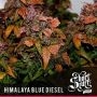 Himalayan Blue Diesel Auto Regular Marijuana Strain by Short Stuff For Sale Online at Cannabis Seeds Outlet