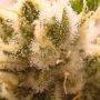 Pineapple Muffin Feminized by Humboldt Seed Company THC Content Potency Strength CBD Height Yield Flowering Time Indica Sativa G