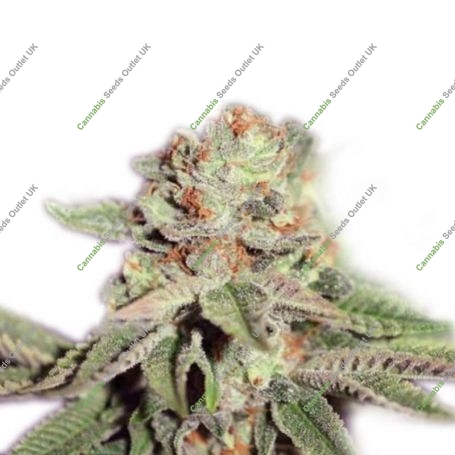 Cheese x Diesel Feminized Marijuana Strain by Our Own Weed Breeders For Sale Online at Cannabis Seeds Outlet