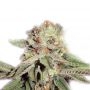 Cheese x Diesel Feminized Marijuana Strain by Our Own Weed Breeders For Sale Online at Cannabis Seeds Outlet