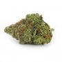 Cannabis Seeds Outlet Weed Strain Cheese x Diesel Feminized Marijuana Seeds Original Collector Souvenir Authentic Packaging Pack