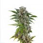 Kush n Cheese Female Outlet Cannabis Seeds