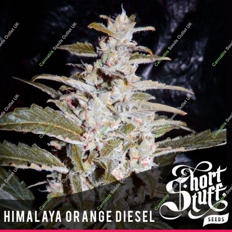 Himalayan Orange Diesel Auto Feminized Marijuana Strain by Short Stuff For Sale Online at Cannabis Seeds Outlet