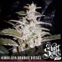 Himalayan Orange Diesel Auto Feminized Marijuana Strain by Short Stuff For Sale Online at Cannabis Seeds Outlet