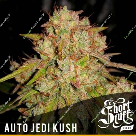 Jedi Kush Auto Feminized Marijuana Strain by Short Stuff For Sale Online at Cannabis Seeds Outlet