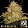 Jedi Kush Auto Feminized Marijuana Strain by Short Stuff For Sale Online at Cannabis Seeds Outlet