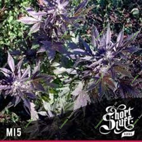 Mi5 Automatic Regular Marijuana Strain by Short Stuff For Sale Online at Cannabis Seeds Outlet