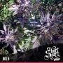 Mi5 Automatic Regular Marijuana Strain by Short Stuff For Sale Online at Cannabis Seeds Outlet