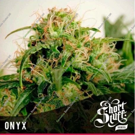 Onyx Auto Regular Marijuana Strain by Short Stuff For Sale Online at Cannabis Seeds Outlet