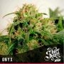 Onyx Auto Regular Marijuana Strain by Short Stuff For Sale Online at Cannabis Seeds Outlet