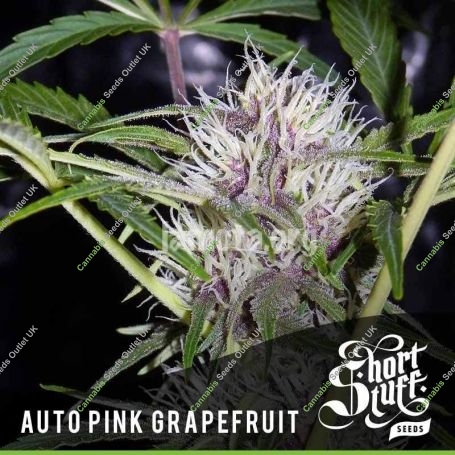 Pink Grapefruit Auto Feminized Marijuana Strain by Short Stuff For Sale Online at Cannabis Seeds Outlet