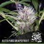 Pink Grapefruit Auto Feminized Marijuana Strain by Short Stuff For Sale Online at Cannabis Seeds Outlet