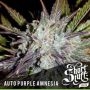 Purple Amnesia Auto Feminized Marijuana Strain by Short Stuff For Sale Online at Cannabis Seeds Outlet