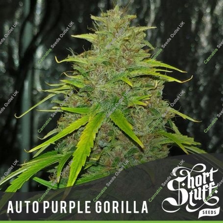 Purple Gorilla Automatic Feminized Marijuana Strain by Short Stuff For Sale Online at Cannabis Seeds Outlet