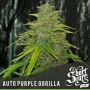 Purple Gorilla Automatic Feminized Marijuana Strain by Short Stuff For Sale Online at Cannabis Seeds Outlet