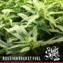 Russian Rocket Fuel Auto Regular Marijuana Strain by Short Stuff For Sale Online at Cannabis Seeds Outlet