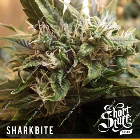 Sharkbite Auto Regular Marijuana Strain by Short Stuff For Sale Online at Cannabis Seeds Outlet