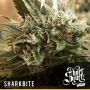 Sharkbite Auto Regular Marijuana Strain by Short Stuff For Sale Online at Cannabis Seeds Outlet